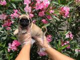 Irk Ve Sağlik Garanti̇li̇ Pug Mops Yavrulari
