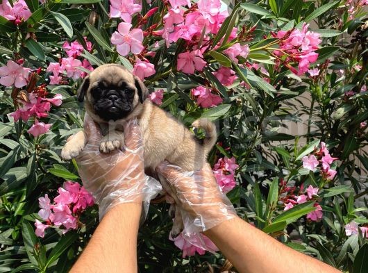 Irk Ve Sağlik Garanti̇li̇ Pug Mops Yavrulari görsel