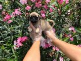 Irk Ve Sağlik Garanti̇li̇ Pug Mops Yavrulari