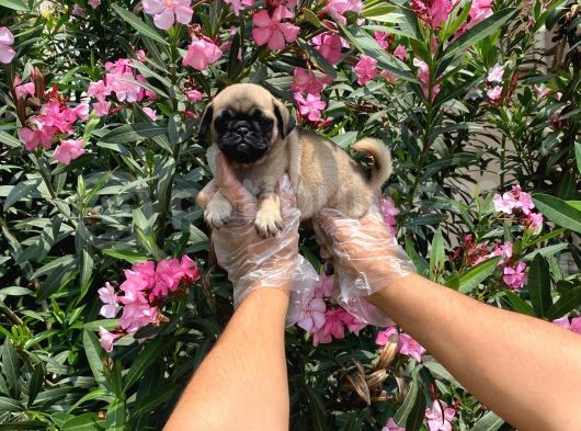 Irk Ve Sağlik Garanti̇li̇ Pug Mops Yavrulari görsel