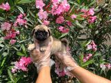 Irk Ve Sağlik Garanti̇li̇ Pug Mops Yavrulari