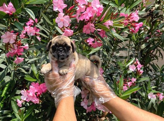 Irk Ve Sağlik Garanti̇li̇ Pug Mops Yavrulari görsel