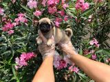 Irk Ve Sağlik Garanti̇li̇ Pug Mops Yavrulari