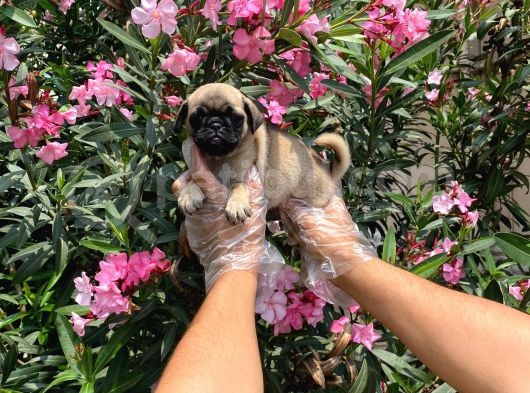 Irk Ve Sağlik Garanti̇li̇ Pug Mops Yavrulari görsel