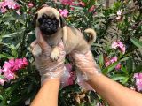 Irk Ve Sağlik Garanti̇li̇ Pug Mops Yavrulari