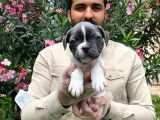 Muhteşem Blue Pi̇ed Fransiz Bulldog Bebekleri̇