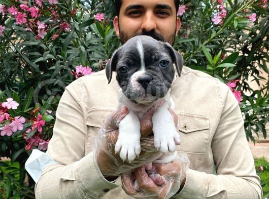 Muhteşem Blue Pi̇ed Fransiz Bulldog Bebekleri̇
