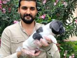 Muhteşem Blue Pi̇ed Fransiz Bulldog Bebekleri̇