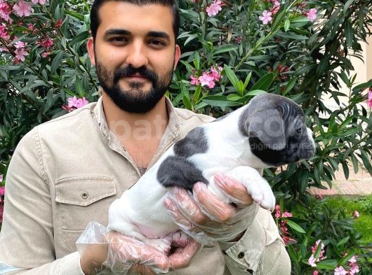 Muhteşem Blue Pi̇ed Fransiz Bulldog Bebekleri̇ görsel