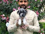 Muhteşem Blue Pi̇ed Fransiz Bulldog Bebekleri̇