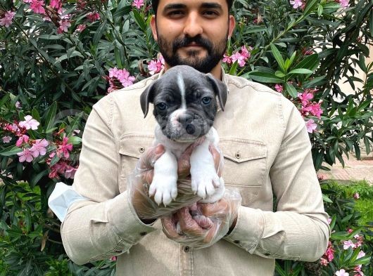 Muhteşem Blue Pi̇ed Fransiz Bulldog Bebekleri̇ görsel