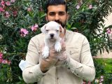 Muhteşem Plati̇n Renkli̇ Mavi̇ Gözlü Fransiz Bulldog Yavruları
