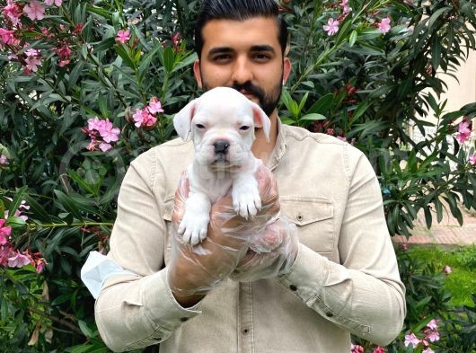 Muhteşem Plati̇n Renkli̇ Mavi̇ Gözlü Fransiz Bulldog Yavruları
