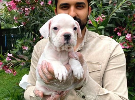 Muhteşem Plati̇n Renkli̇ Mavi̇ Gözlü Fransiz Bulldog Yavruları görsel