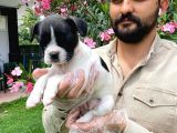 Irk Garanti̇li̇ Fransiz Bulldog Yavrulari