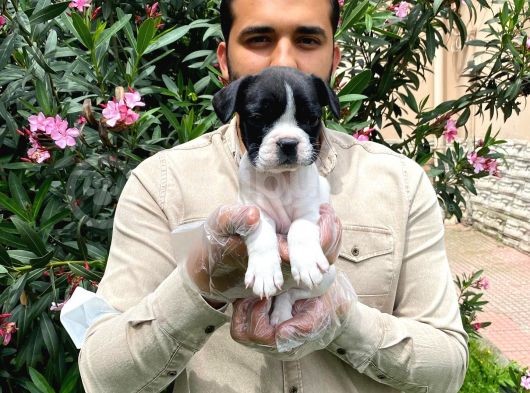 Irk Garanti̇li̇ Fransiz Bulldog Yavrulari görsel