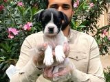 Irk Garanti̇li̇ Fransiz Bulldog Yavrulari