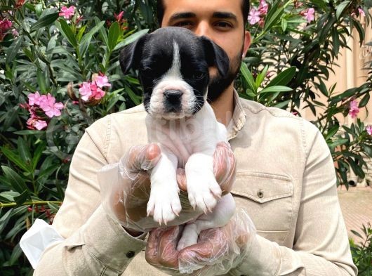 Irk Garanti̇li̇ Fransiz Bulldog Yavrulari görsel