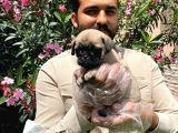 Muhteşem Pug Mops Bebekleri̇