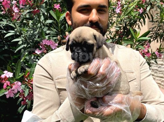 Muhteşem Pug Mops Bebekleri̇