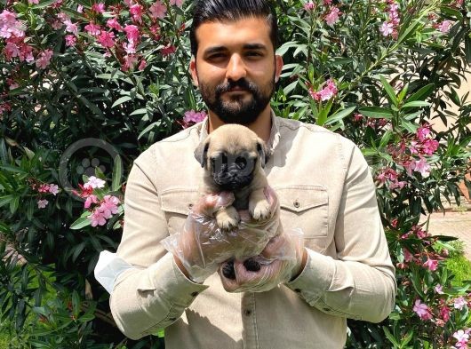 Muhteşem Pug Mops Bebekleri̇ görsel