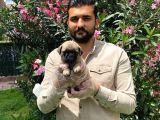 Muhteşem Pug Mops Bebekleri̇