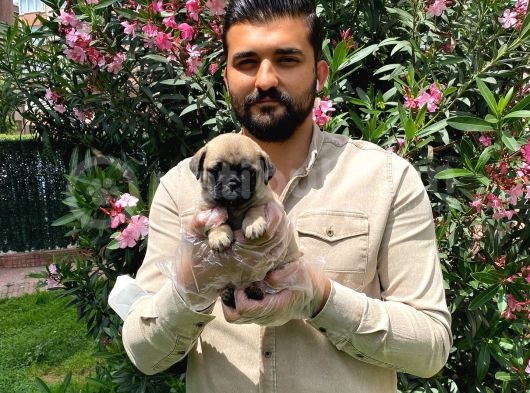 Muhteşem Pug Mops Bebekleri̇ görsel