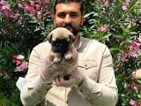 Muhteşem Pug Mops Bebekleri̇