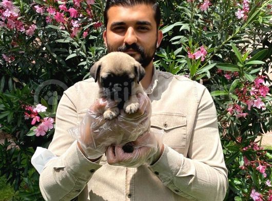 Muhteşem Pug Mops Bebekleri̇ görsel