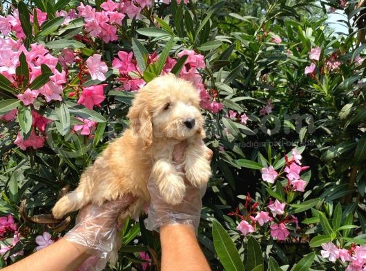 Muhteşem Red Malti̇poo Bebekleri̇ görsel