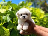Yavru Malti̇poo