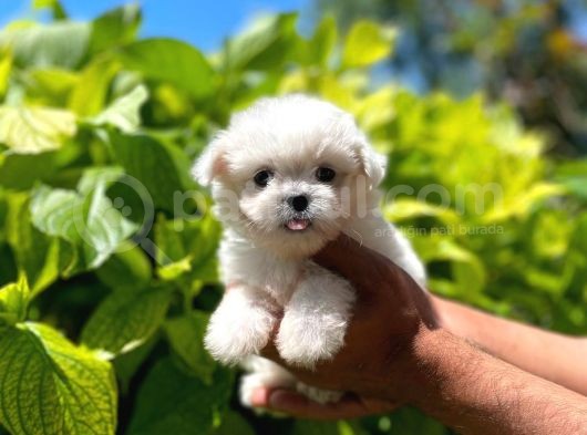 Yavru Malti̇poo görsel