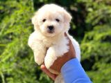 Dişi Ve Erkek Mevcut Maltese Terrier