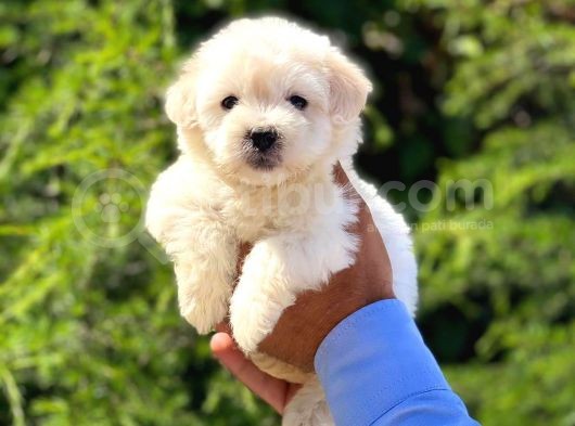Dişi Ve Erkek Mevcut Maltese Terrier görsel
