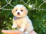 Dişi Ve Erkek Mevcut Maltese Terrier