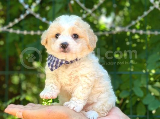 Dişi Ve Erkek Mevcut Maltese Terrier
