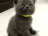 Yavru Kedi