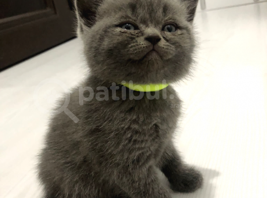 Yavru Kedi görsel