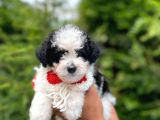 Erkek Maltipoo
