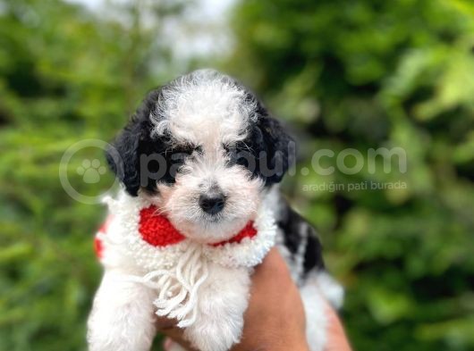 Erkek Maltipoo görsel