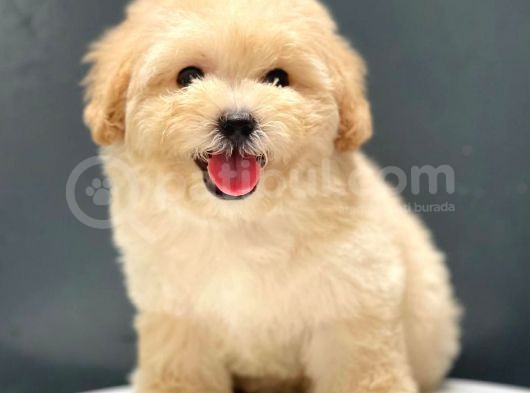 Irk Ve Sağlık Garantili Dişi Erkek Toy Poodle Yavrularımız görsel