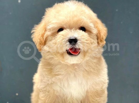 Irk Ve Sağlık Garantili Dişi Erkek Toy Poodle Yavrularımız