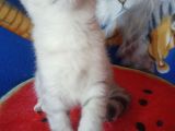Silver Tabby Ns 24, Ns 25 Safkan Erkek Yavrular