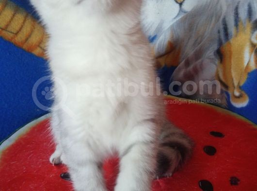 Silver Tabby Ns 24, Ns 25 Safkan Erkek Yavrular görsel