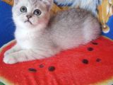 Silver Tabby Ns 24, Ns 25 Safkan Erkek Yavrular