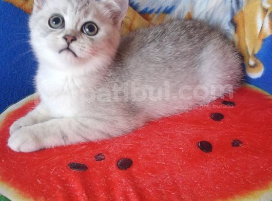 Silver Tabby Ns 24, Ns 25 Safkan Erkek Yavrular görsel