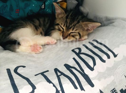 Yaramaz Çocukların Elinden Alın Beni Lütfen görsel