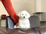 Dişi Maltese Terrier