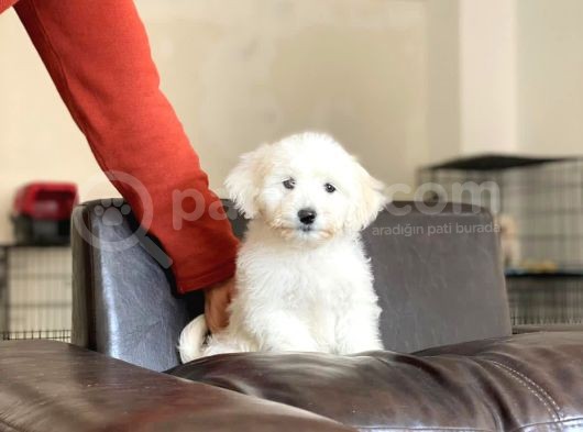 Dişi Maltese Terrier