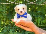 Yavru Malti̇poo
